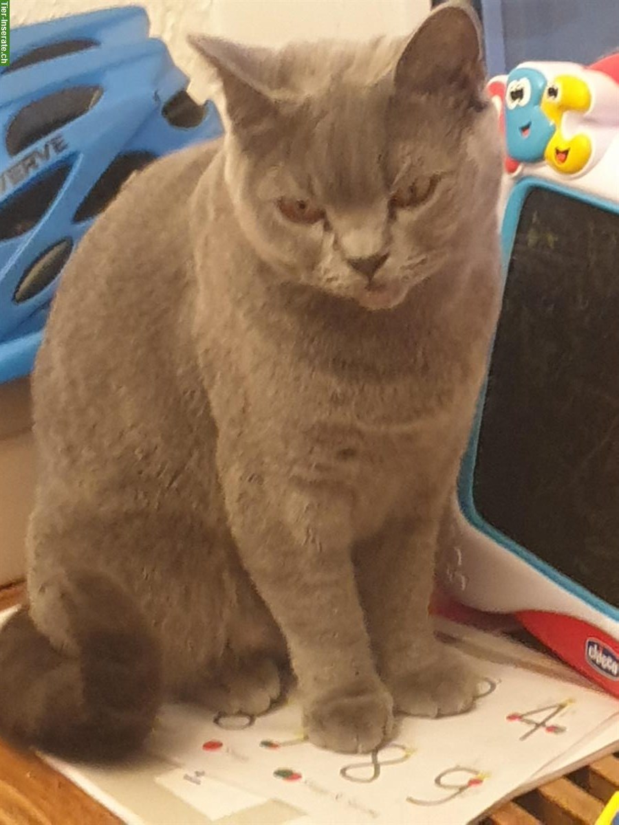 Bild 2: Reinrassige BKH Katze, 3-jährig sucht ein Zuhause