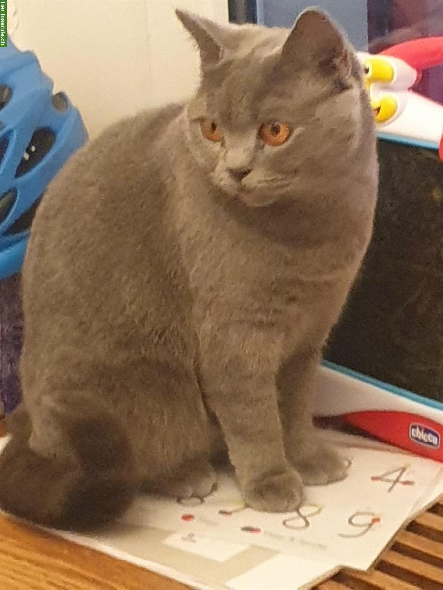 Bild 3: Reinrassige BKH Katze, 3-jährig sucht ein Zuhause