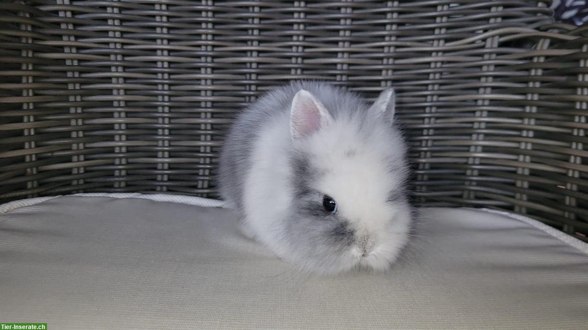 Bild 2: Süsses, kleinbleibendes Zwerghäsli Weibchen