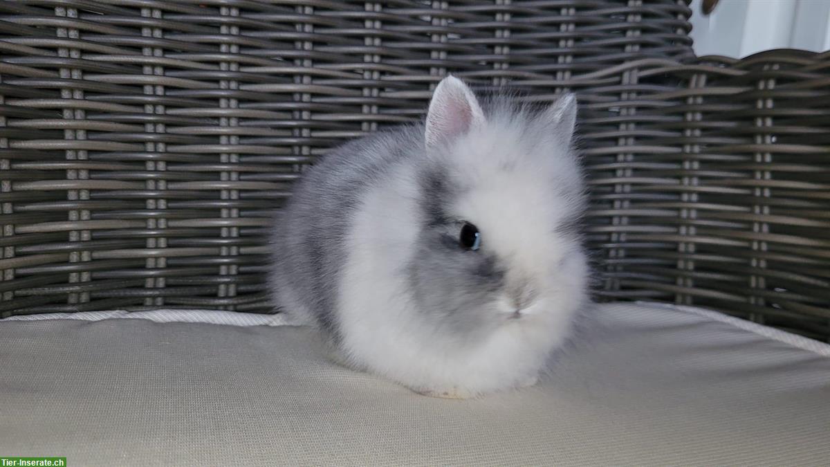 Bild 3: Süsses, kleinbleibendes Zwerghäsli Weibchen