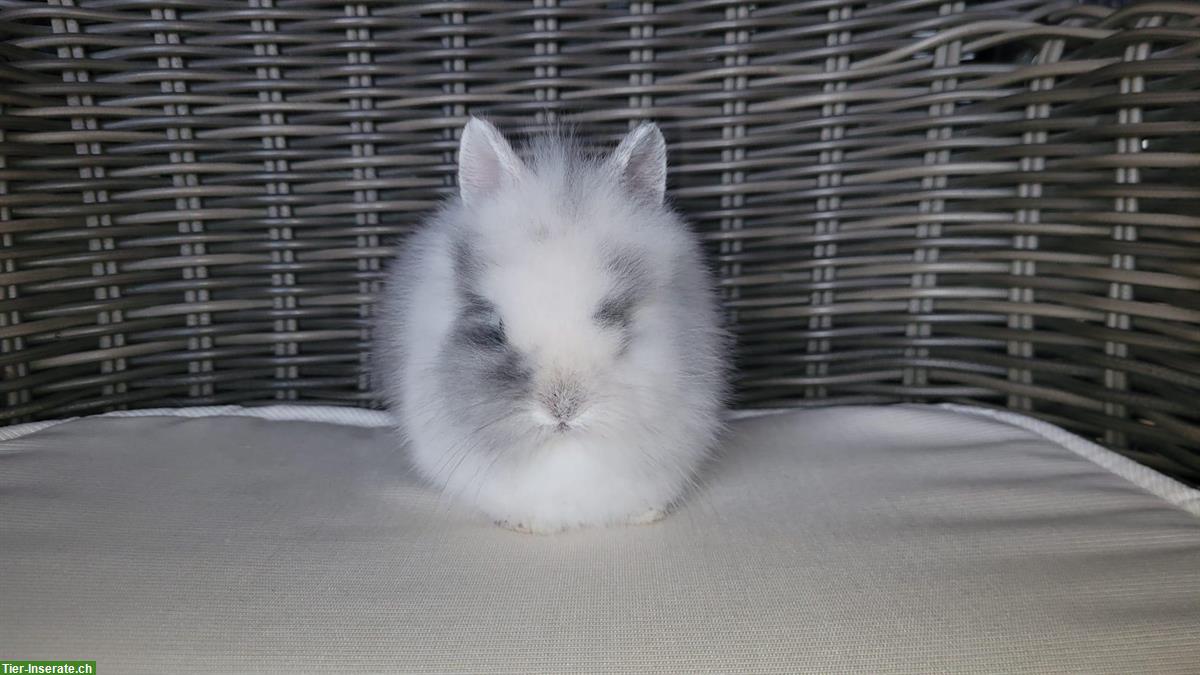Bild 4: Süsses, kleinbleibendes Zwerghäsli Weibchen