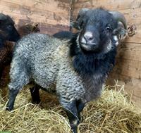 Ouessant Schafböckli «Ueli» abzugeben