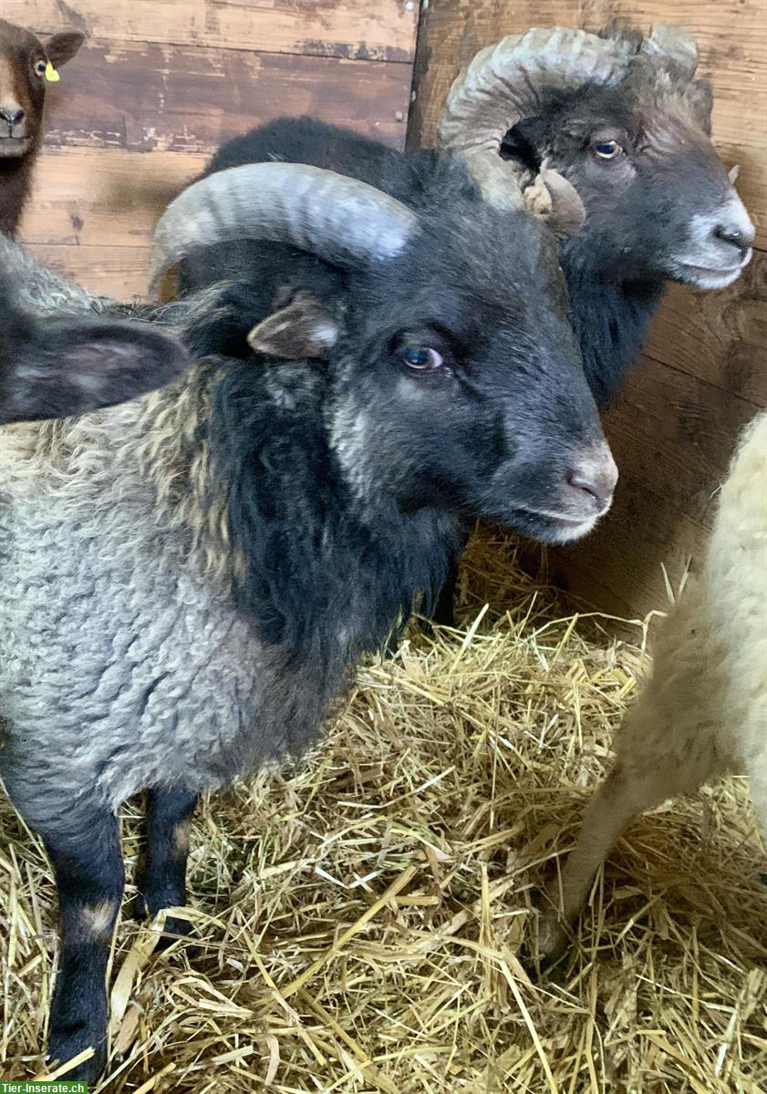 Bild 2: Ouessant Schafböckli «Ueli» abzugeben