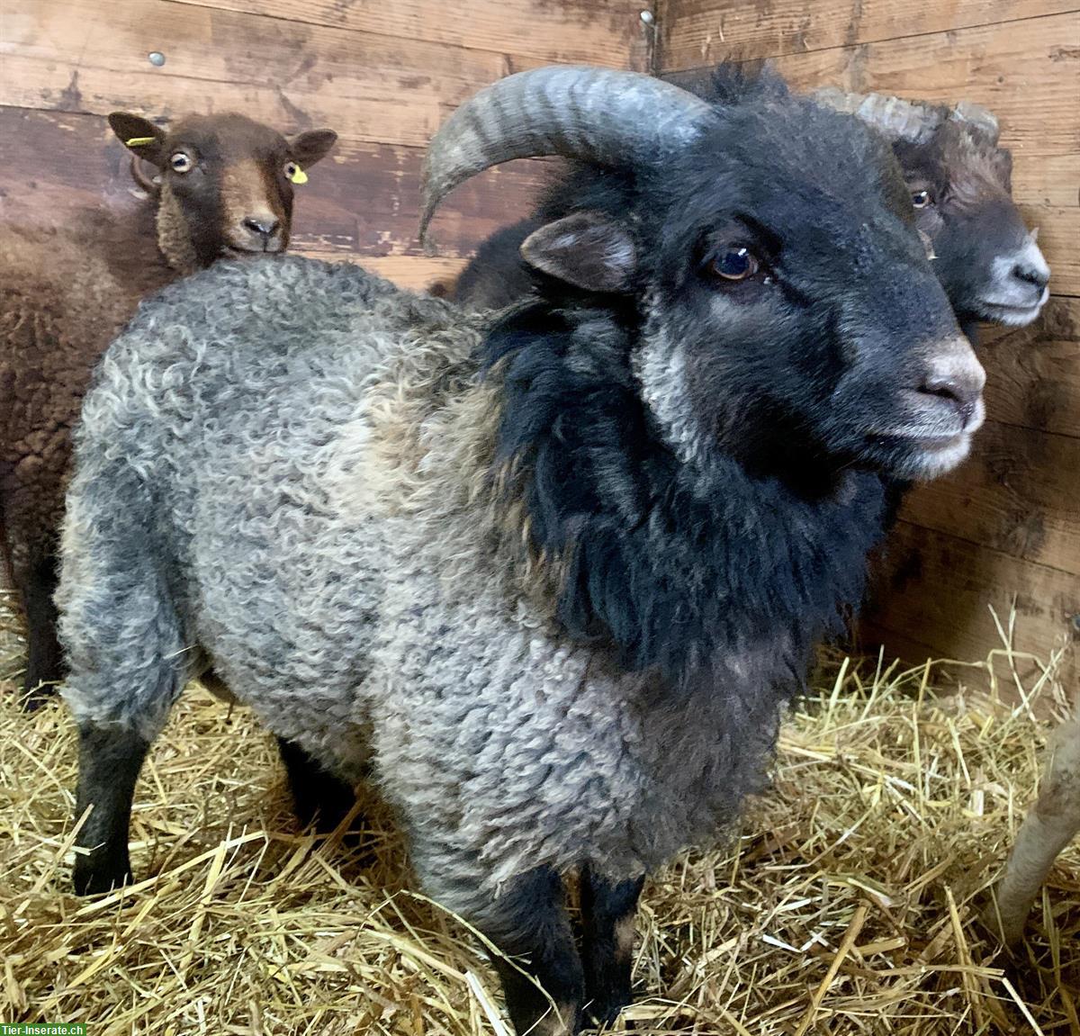 Bild 3: Ouessant Schafböckli «Ueli» abzugeben