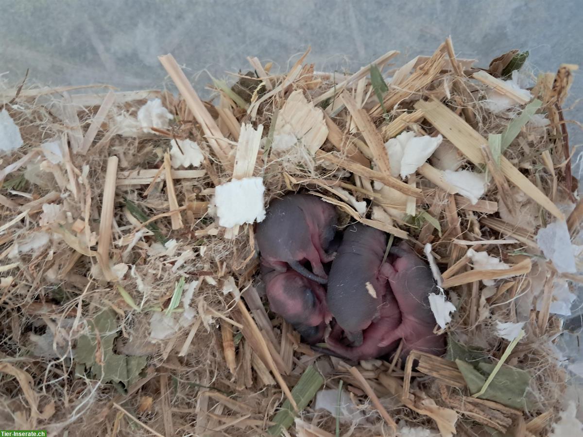 Rennmäuse auch Junge abzugeben