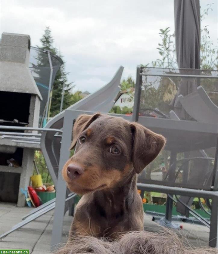 Deutscher Jagdterrier Welpen zu verkaufen