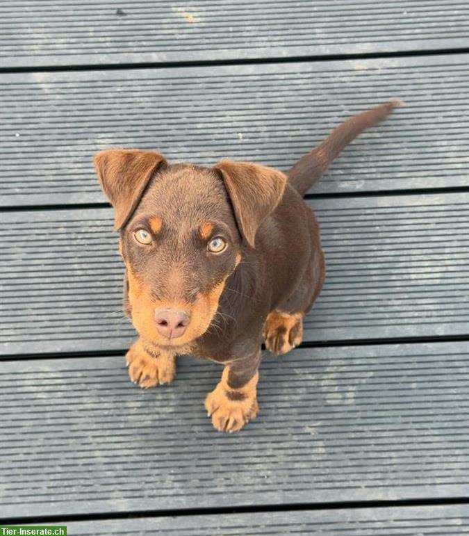 Bild 2: Deutscher Jagdterrier Welpen zu verkaufen