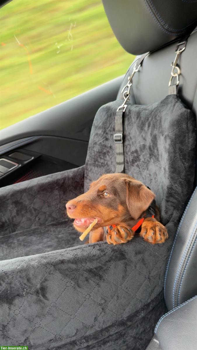 Bild 3: Deutscher Jagdterrier Welpen zu verkaufen