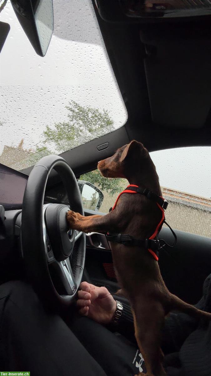 Bild 4: Deutscher Jagdterrier Welpen zu verkaufen