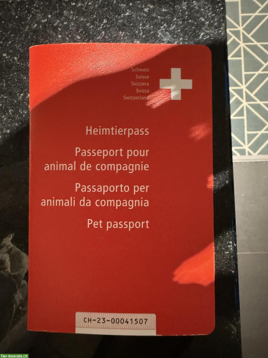 Bild 5: Deutscher Jagdterrier Welpen zu verkaufen