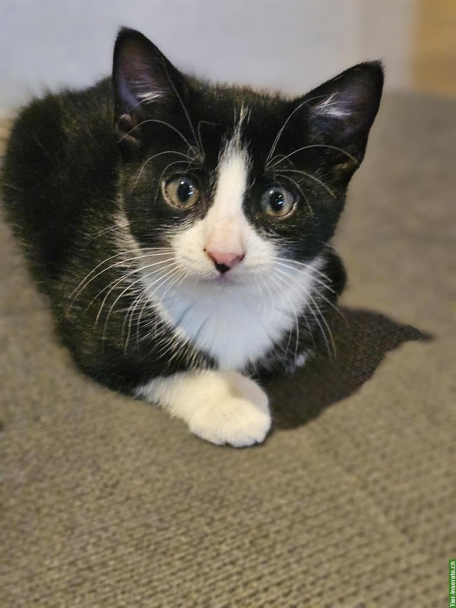 Büsi vom Bauernhof suchen ein Zuhause