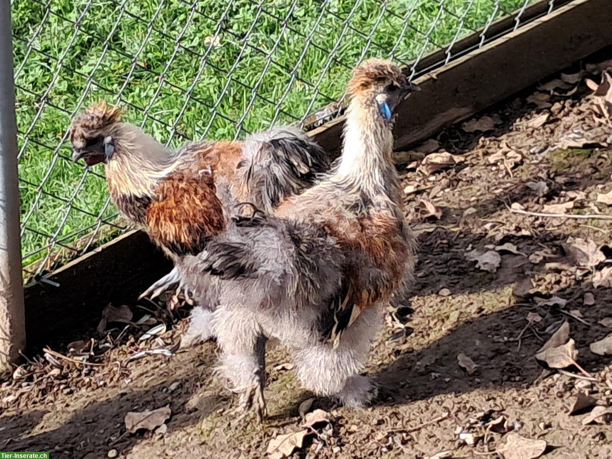 Schlachte Güggel und Hühner