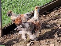 Schlachte Güggel und Hühner