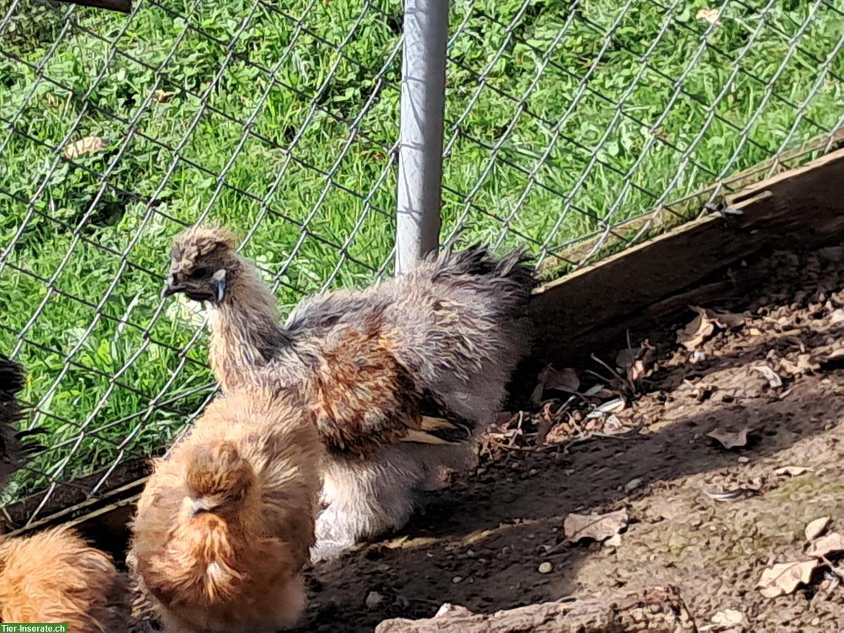 Bild 2: Schlachte Güggel und Hühner