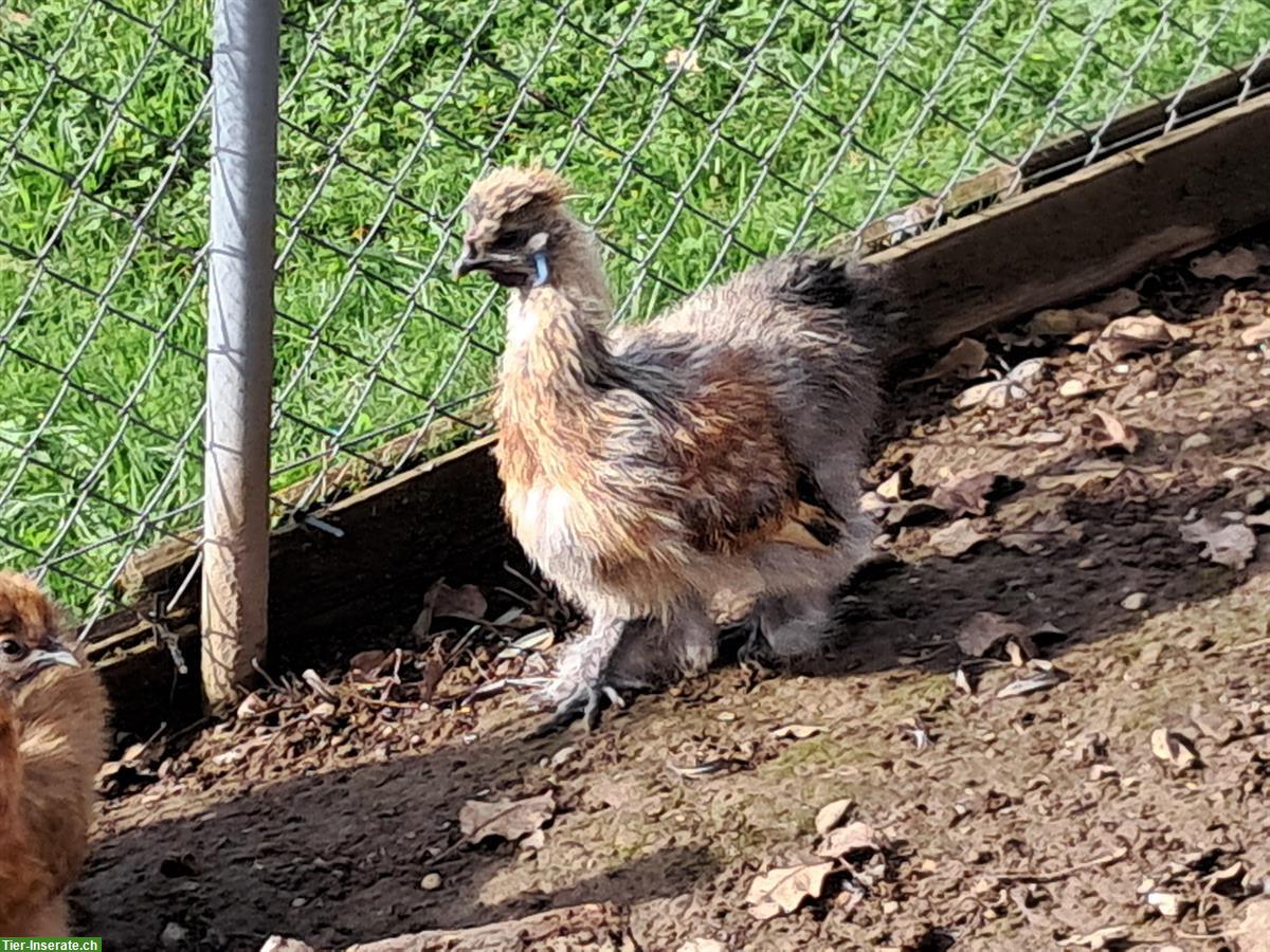 Bild 3: Schlachte Güggel und Hühner