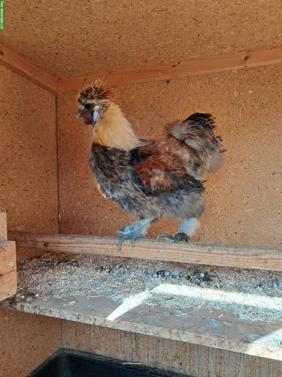 Bild 4: Schlachte Güggel und Hühner