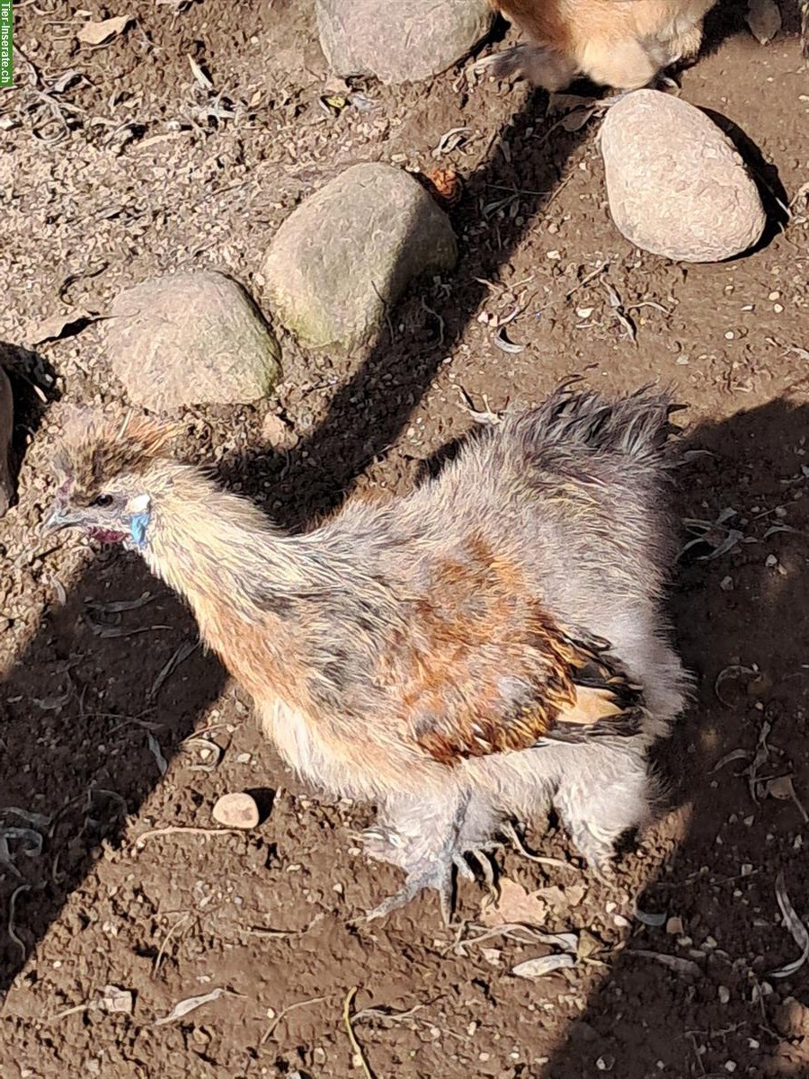 Bild 5: Schlachte Güggel und Hühner