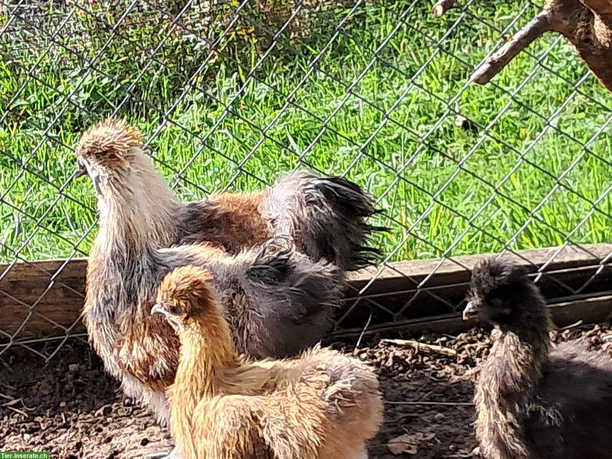 Bild 6: Schlachte Güggel und Hühner