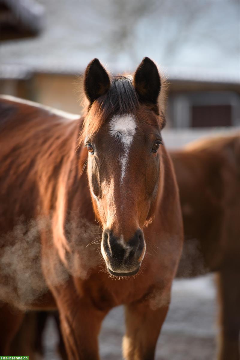 Reitbeteiligung für liebe Warmblut Stute in Benken SG