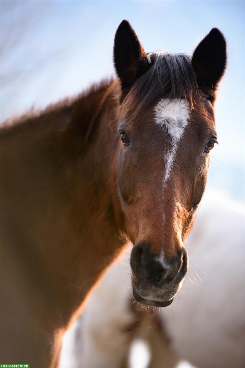 Bild 2: Reitbeteiligung für liebe Warmblut Stute in Benken SG