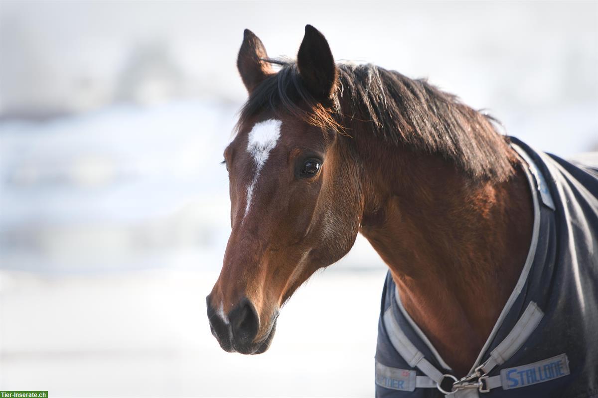 Bild 3: Reitbeteiligung für liebe Warmblut Stute in Benken SG