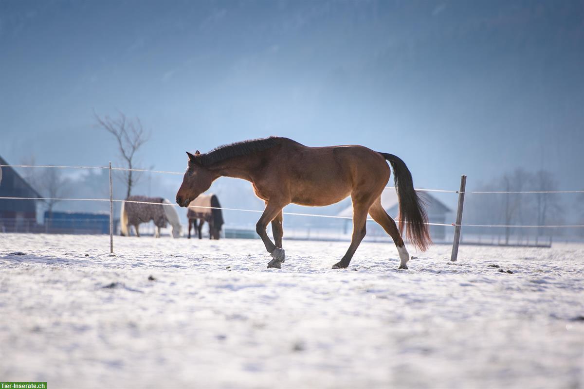 Bild 4: Reitbeteiligung für liebe Warmblut Stute in Benken SG