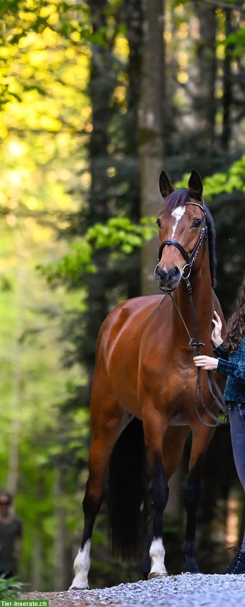 Bild 5: Reitbeteiligung für liebe Warmblut Stute in Benken SG