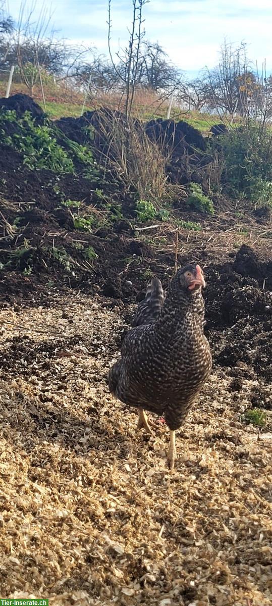 Sperber Hybrid Junghennen zu verkaufen