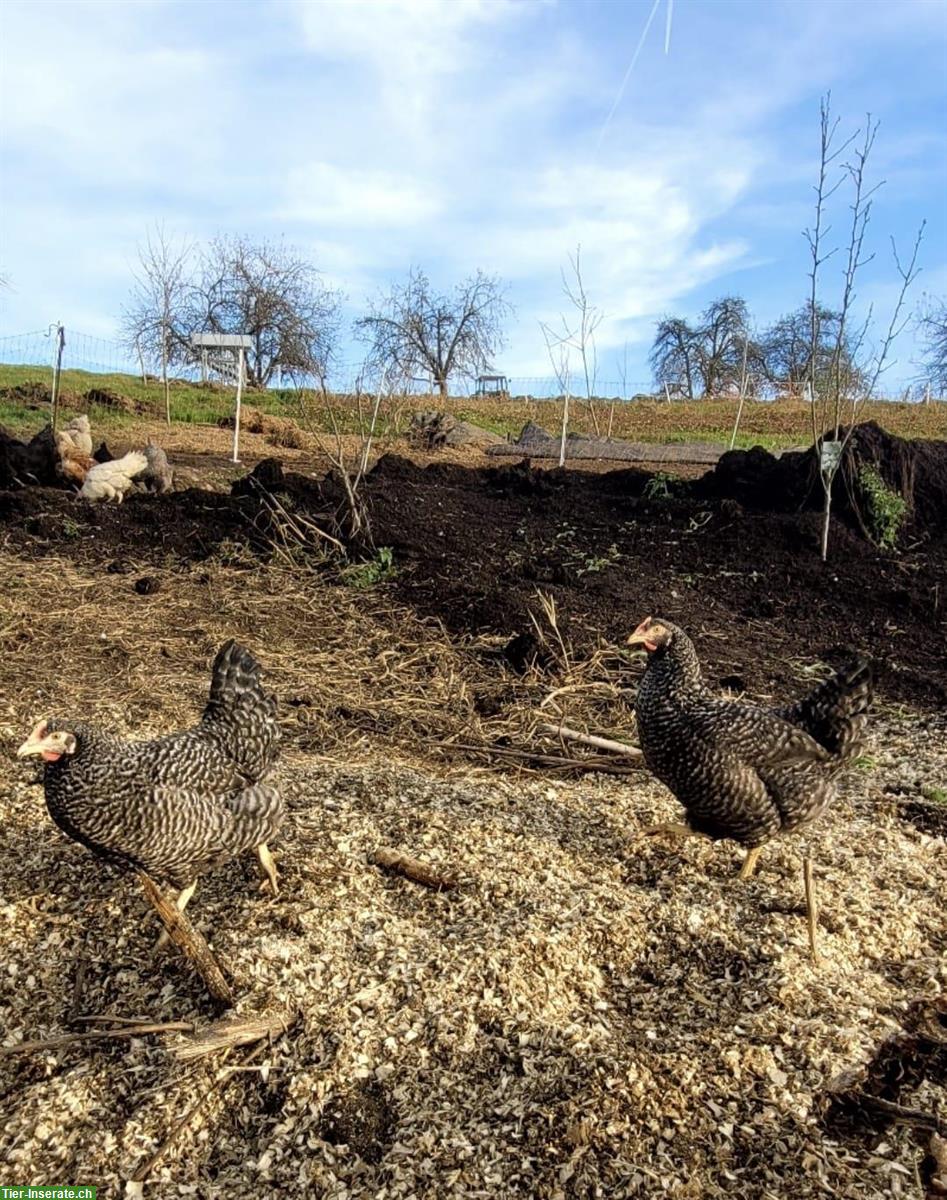 Bild 2: Sperber Hybrid Junghennen zu verkaufen