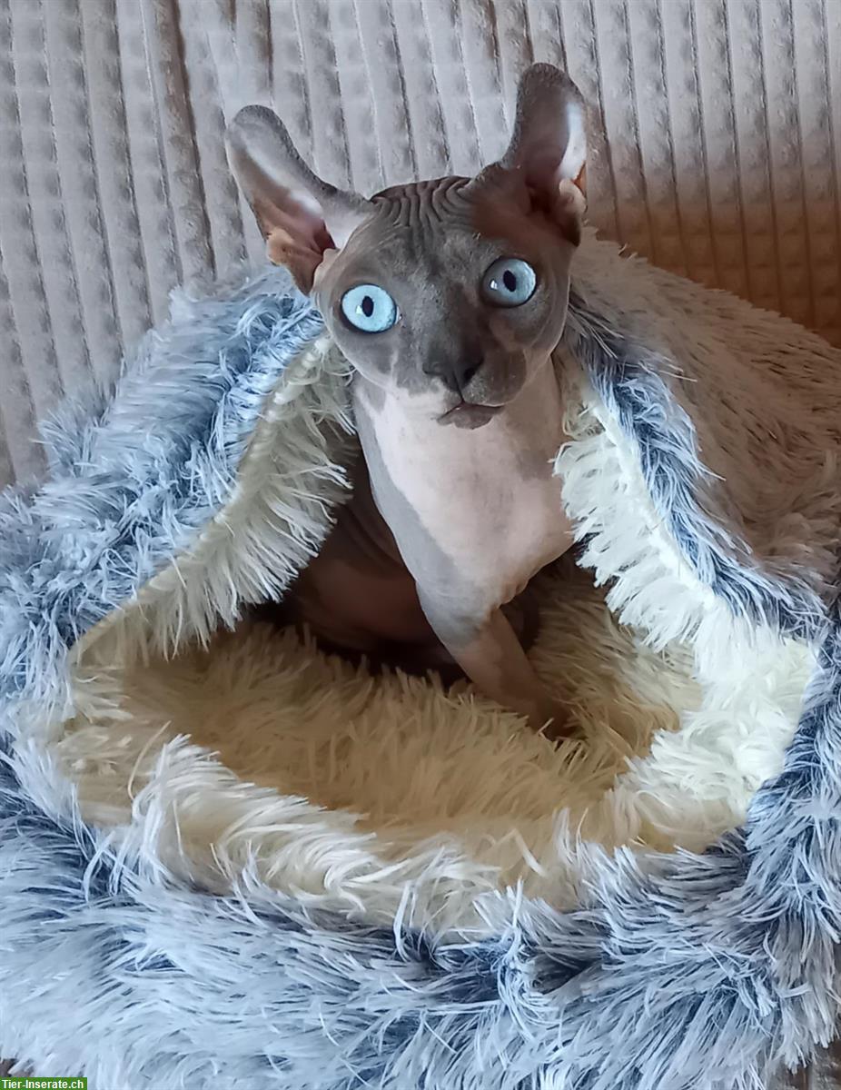 Deckkater Kanadischer Sphynx Elf