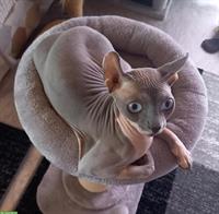 Deckkater Kanadischer Sphynx Elf
