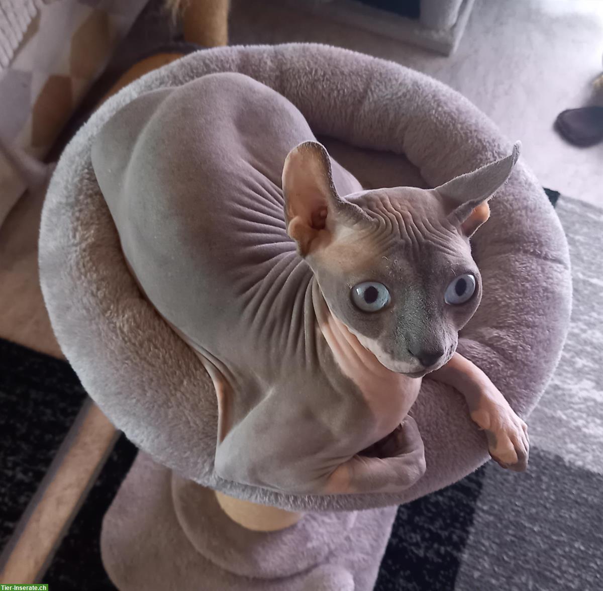 Bild 2: Deckkater Kanadischer Sphynx Elf