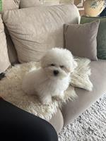 Milli, ein süsser Bichon Frisé Rüde zu verkaufen