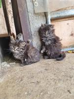 Junge langhaar Bauernhof Katzen zu verkaufen