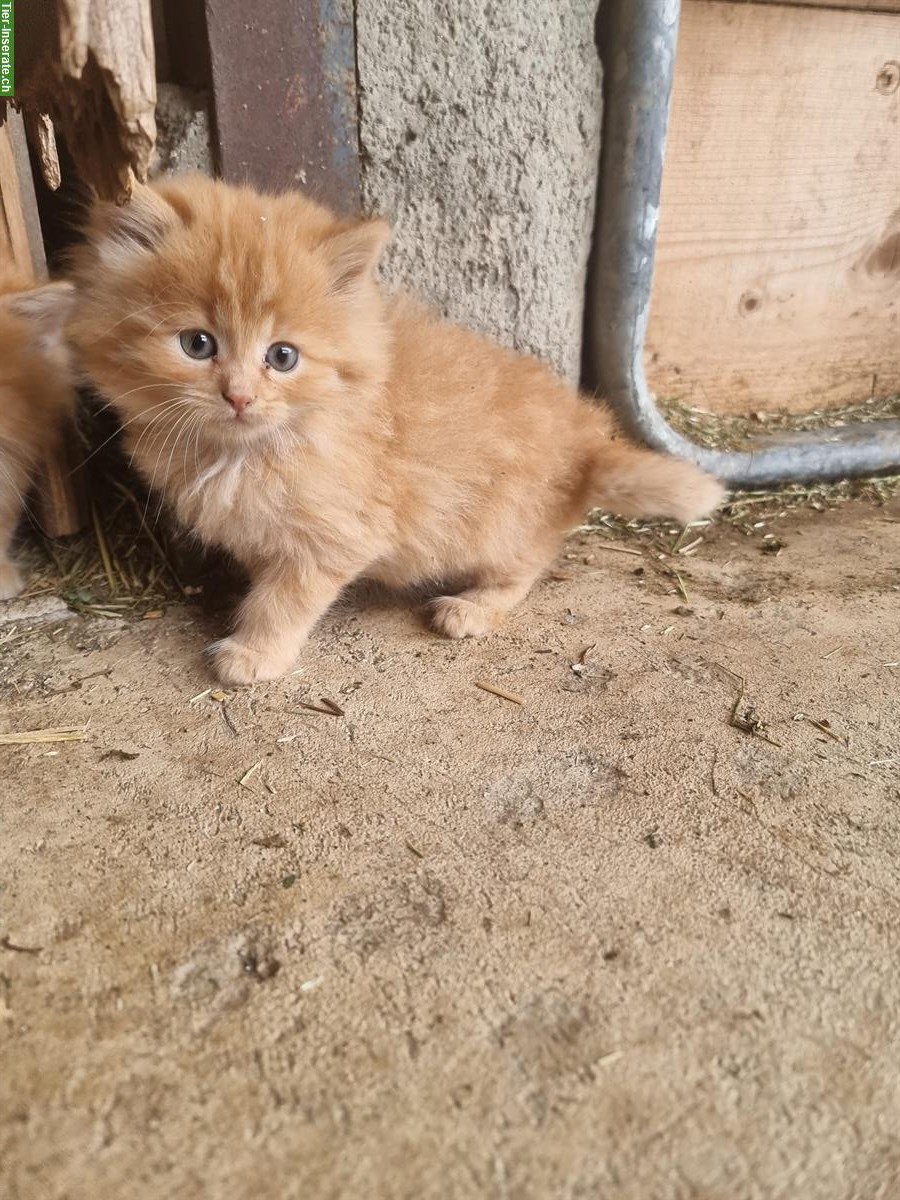 Bild 2: Junge langhaar Bauernhof Katzen zu verkaufen