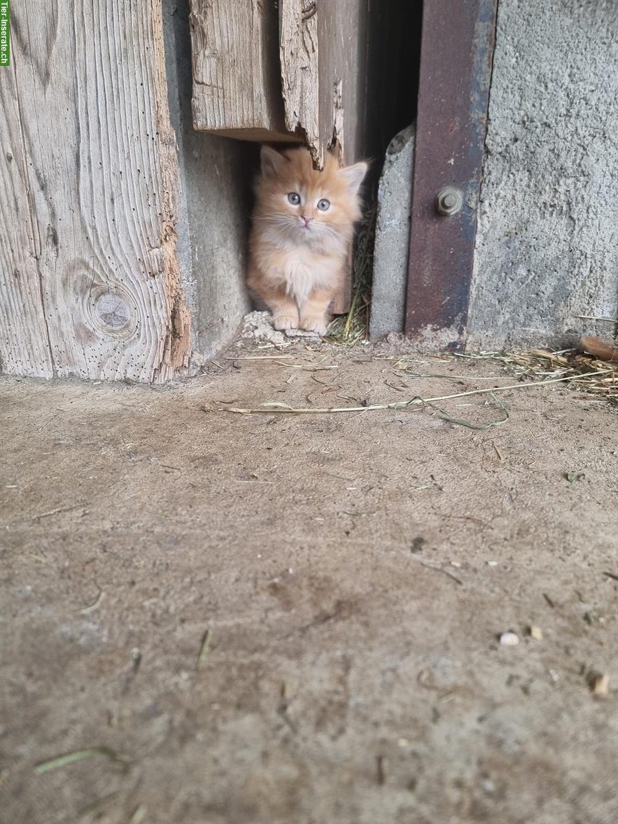 Bild 3: Junge langhaar Bauernhof Katzen zu verkaufen
