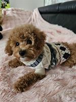 Maltipoo Welpe weiblich sucht ein neues Zuhause