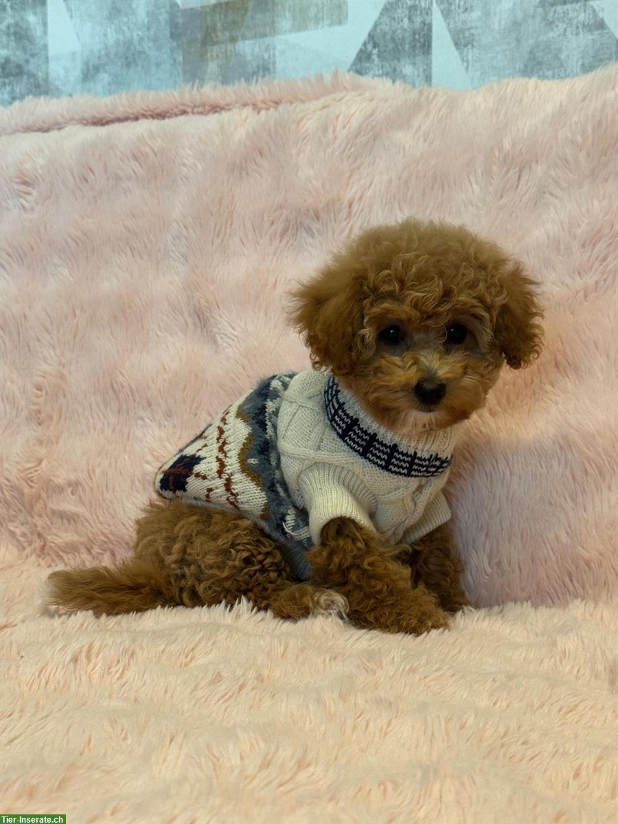 Bild 3: Maltipoo Welpe weiblich sucht ein neues Zuhause