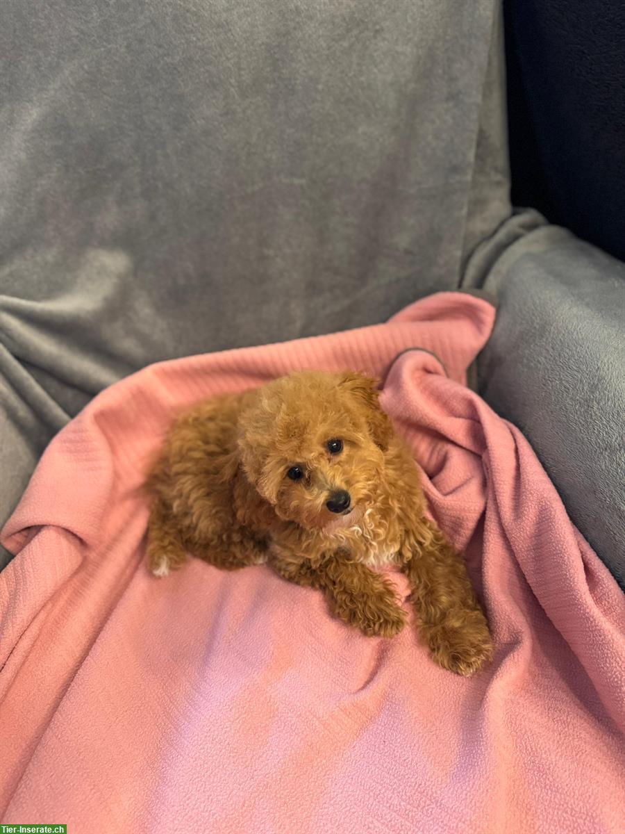 Bild 6: Maltipoo Welpe weiblich sucht ein neues Zuhause