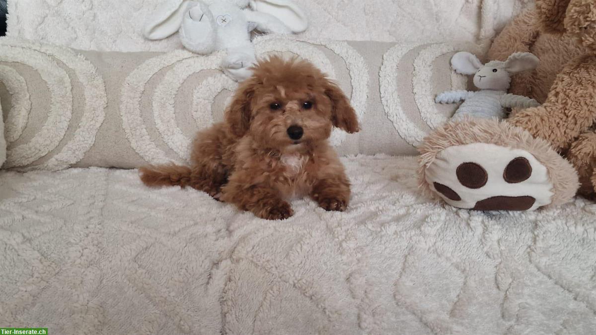 Bild 7: Maltipoo Welpe weiblich sucht ein neues Zuhause