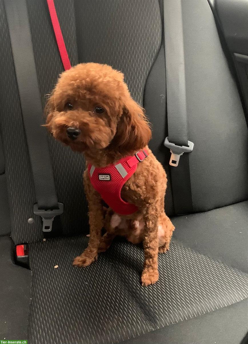 Bild 8: Maltipoo Welpe weiblich sucht ein neues Zuhause