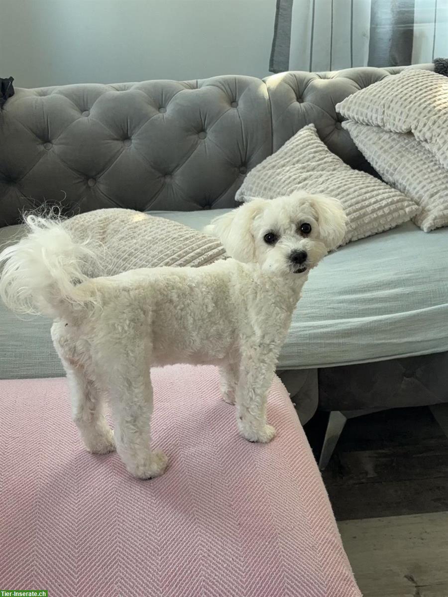 Bild 9: Maltipoo Welpe weiblich sucht ein neues Zuhause