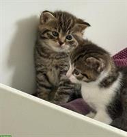 2 Britisch Kurzhaar Katzen, weiblich zu verkaufen