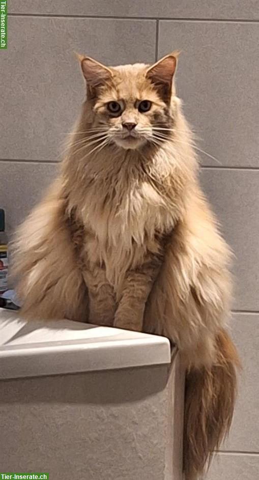 Roter Maine Coon Kater sucht Artgenossen