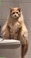 Roter Maine Coon Kater sucht Artgenossen