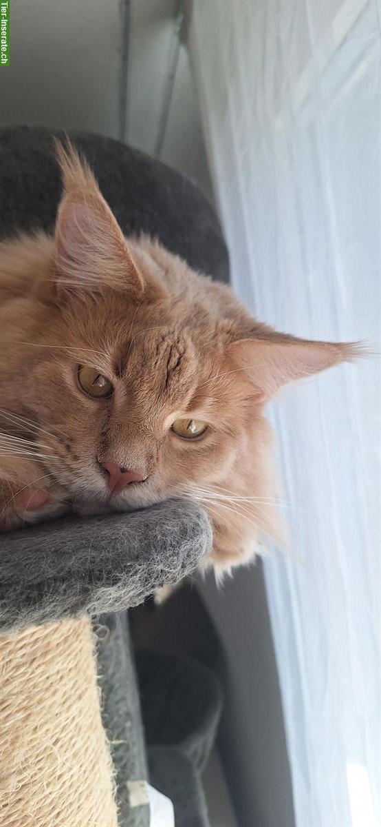 Bild 2: Roter Maine Coon Kater sucht Artgenossen