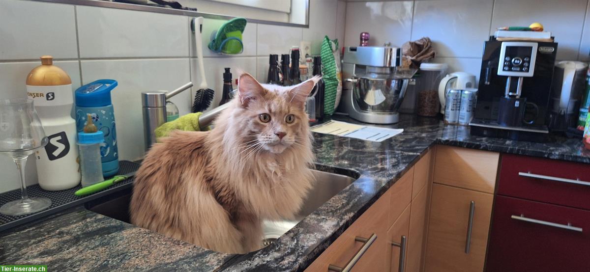 Bild 3: Roter Maine Coon Kater sucht Artgenossen