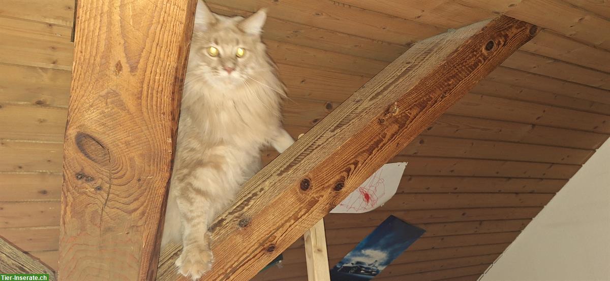 Bild 4: Roter Maine Coon Kater sucht Artgenossen