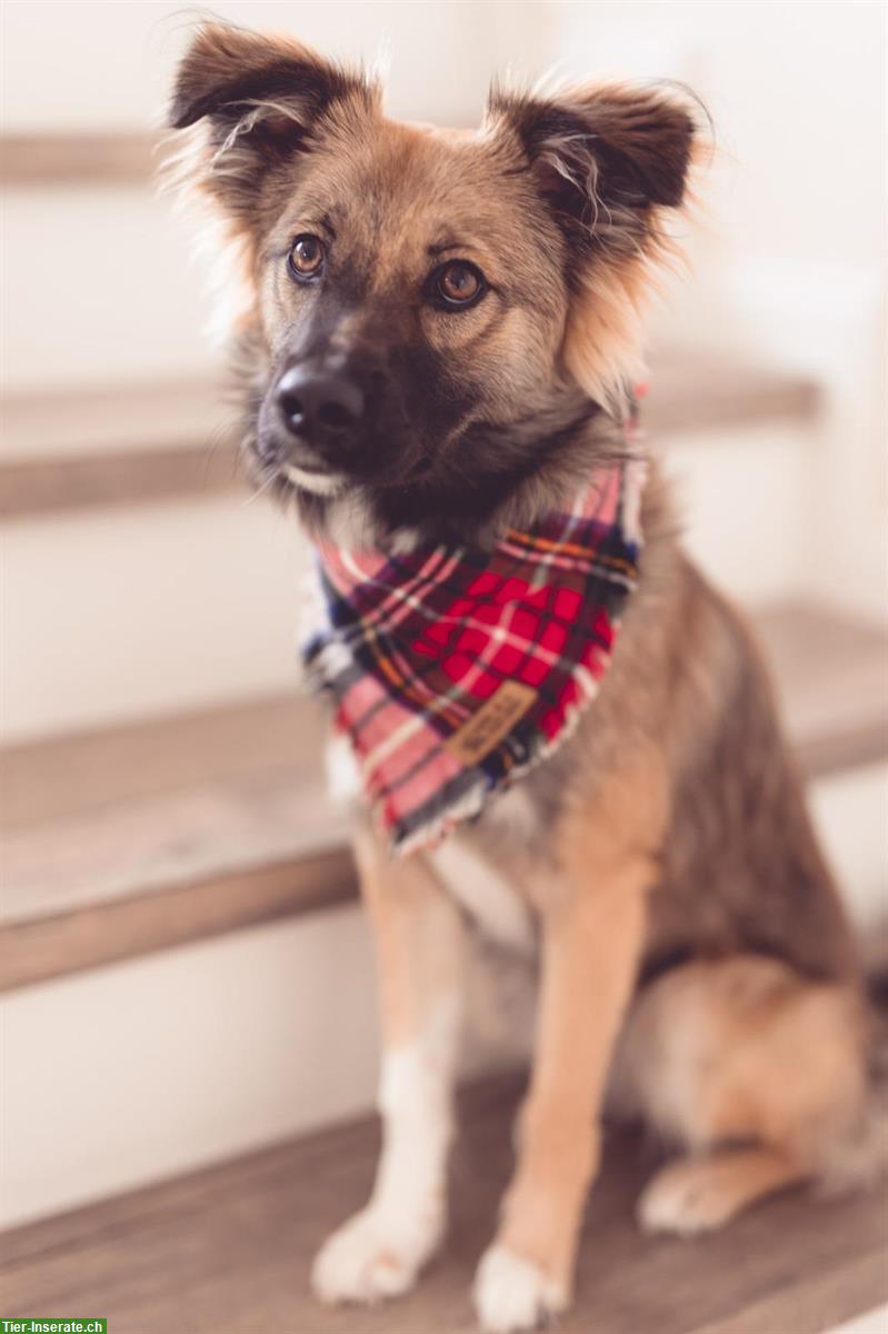 Mischlingshündin sucht liebes Zuhause, familienfreundlich