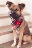 Mischlingshündin sucht liebevolles Zuhause, familienfreundlich